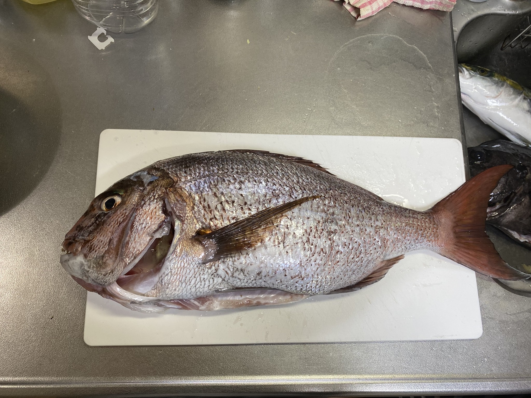 京丹後は濁り回復傾向 手銛販売 手銛通販 M M手銛 手銛 販売