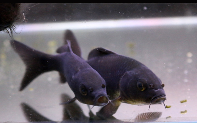 金魚入荷情報 アクアトレンディ 金魚入荷情報 アクアトレンディ
