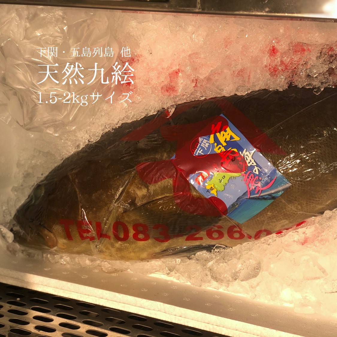 10月のおススメのお魚 Okawari 豊洲直送の高級海産物をお届け