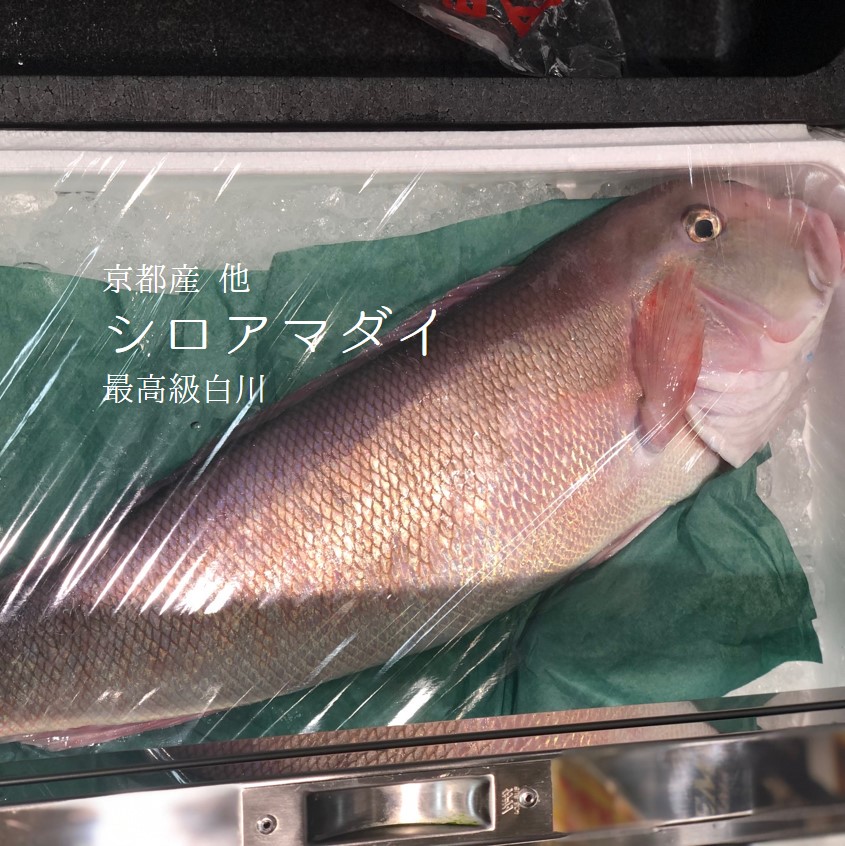 9月のおススメのお魚 Okawari 豊洲直送の高級海産物をお届け