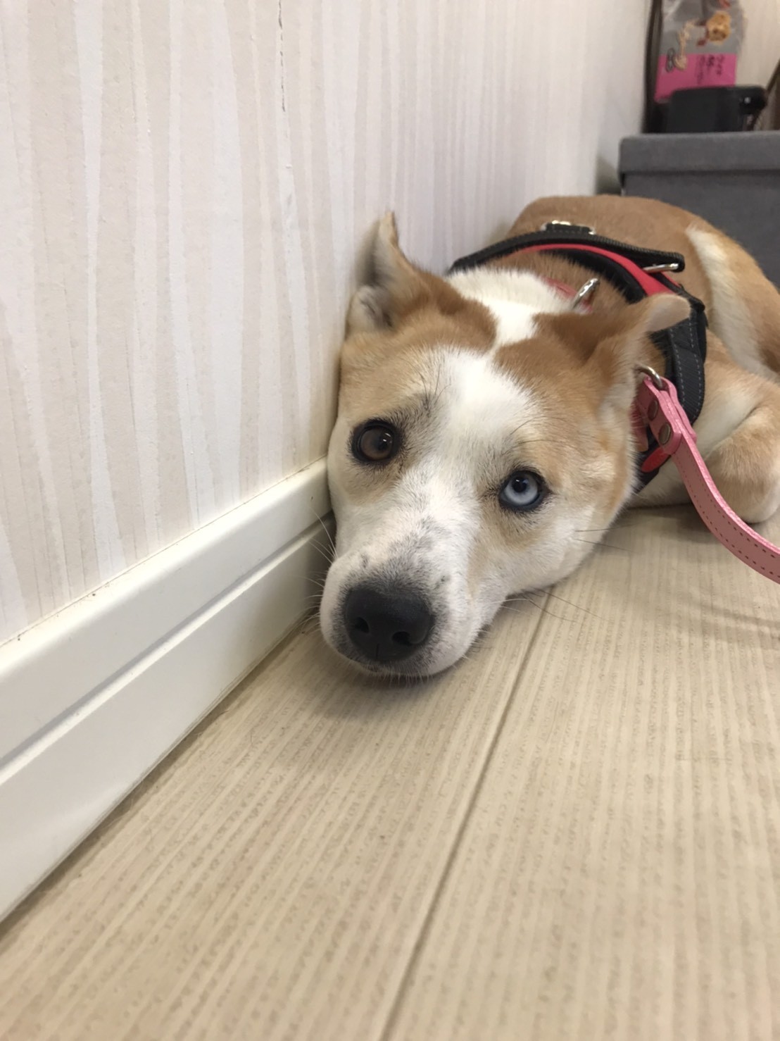 連携団体から来た4ワンズ達 Npo法人 一匹でも犬 ねこを救う会 連携団体から来た4ワンズ達 Npo法人 一匹でも犬 ねこを救う会