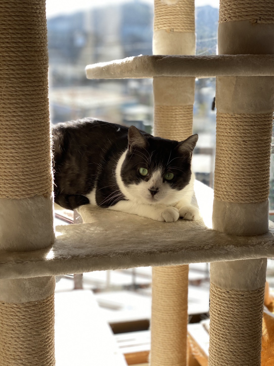 動画 キャットタワーを支援いただき 喜ぶ猫さん達 Npo法人 一匹でも犬 ねこを救う会