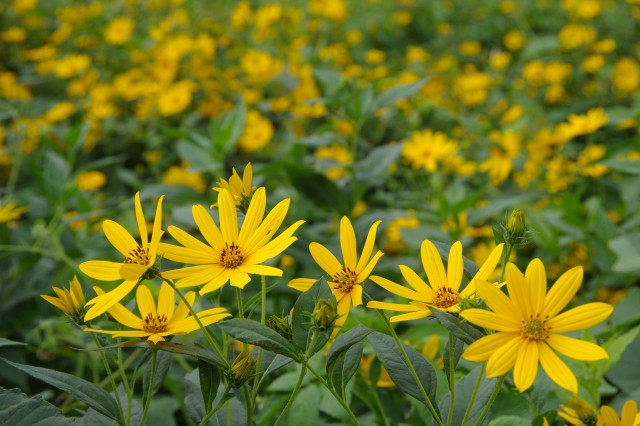 あけましておめでとうございます キクイモ純粒本舗