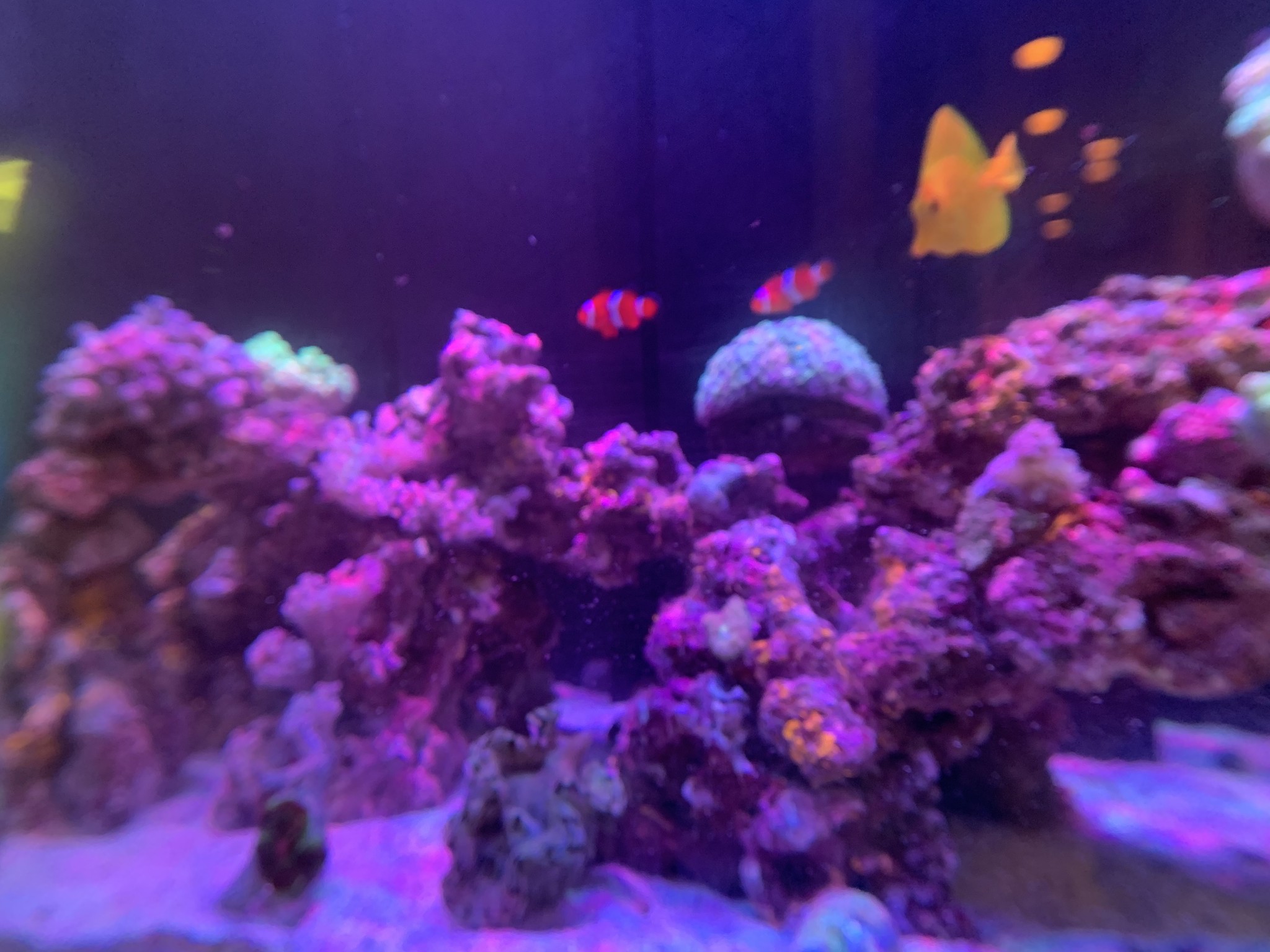 ライブロックのレイアウト Coral Reef Riders