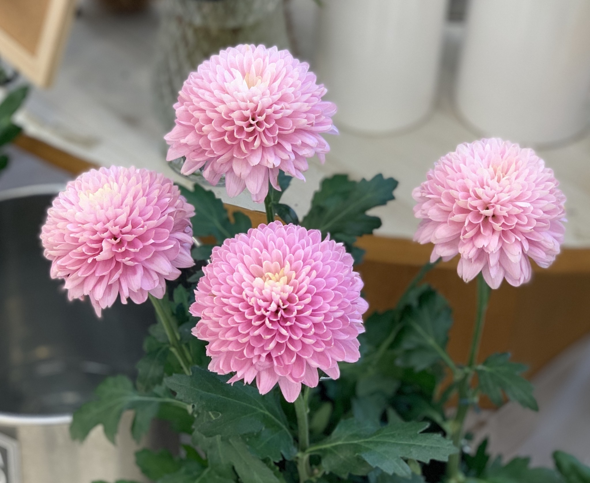 菊フェア実施中 コープみわ店 花の店タマキ 菊フェア実施中 コープみわ店 花の店タマキ