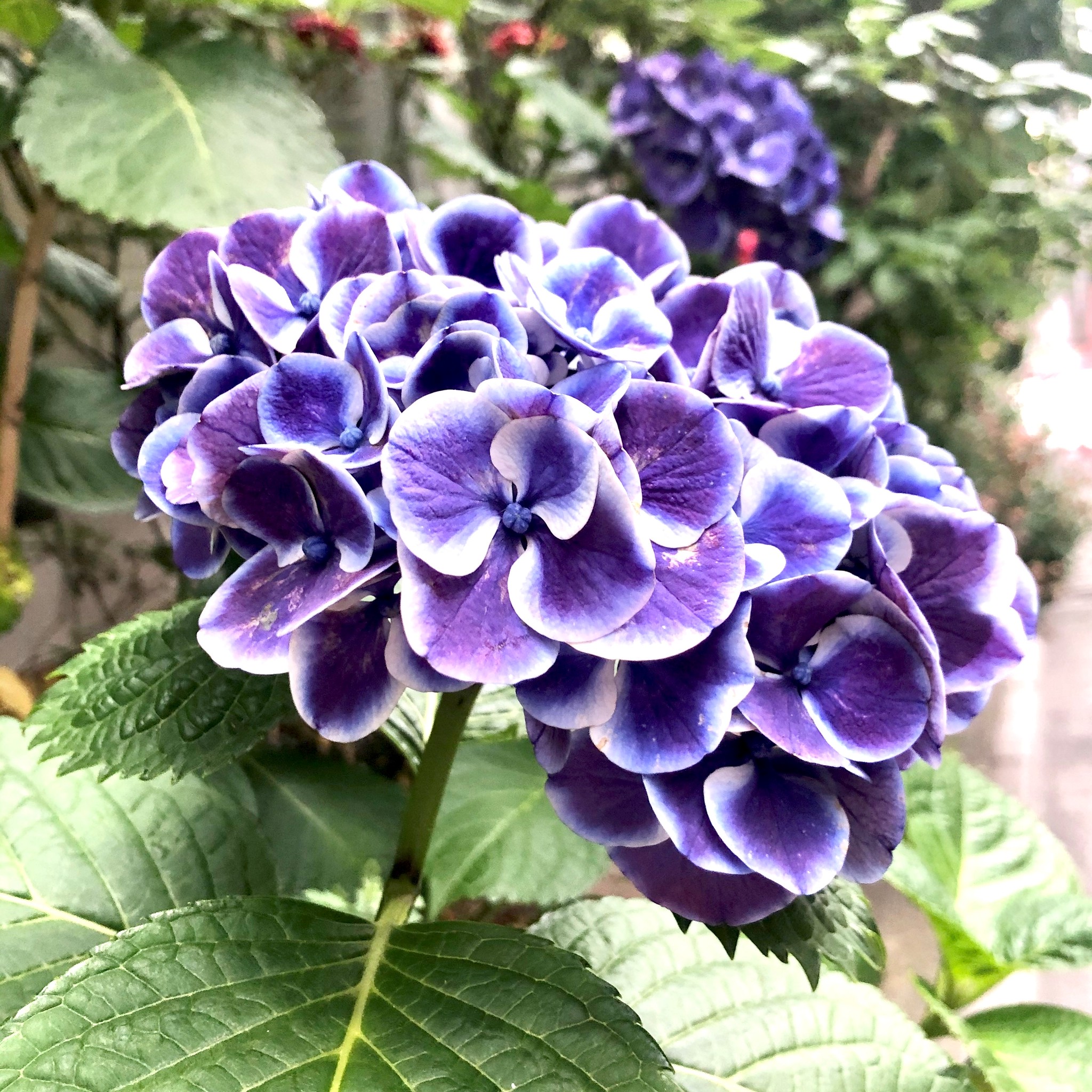 紫陽花と雨 Glasslab 江戸切子 砂切子の通販