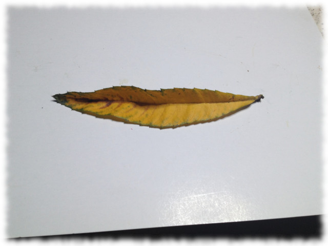 枇杷の葉 草々舎