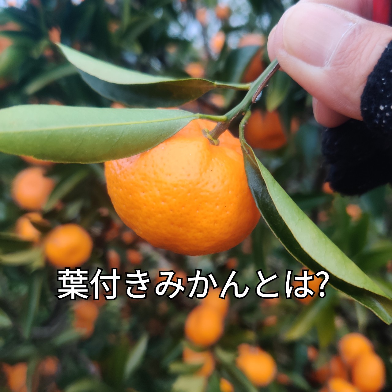 葉付きみかんとは 農家の産直ショップ シグファーム