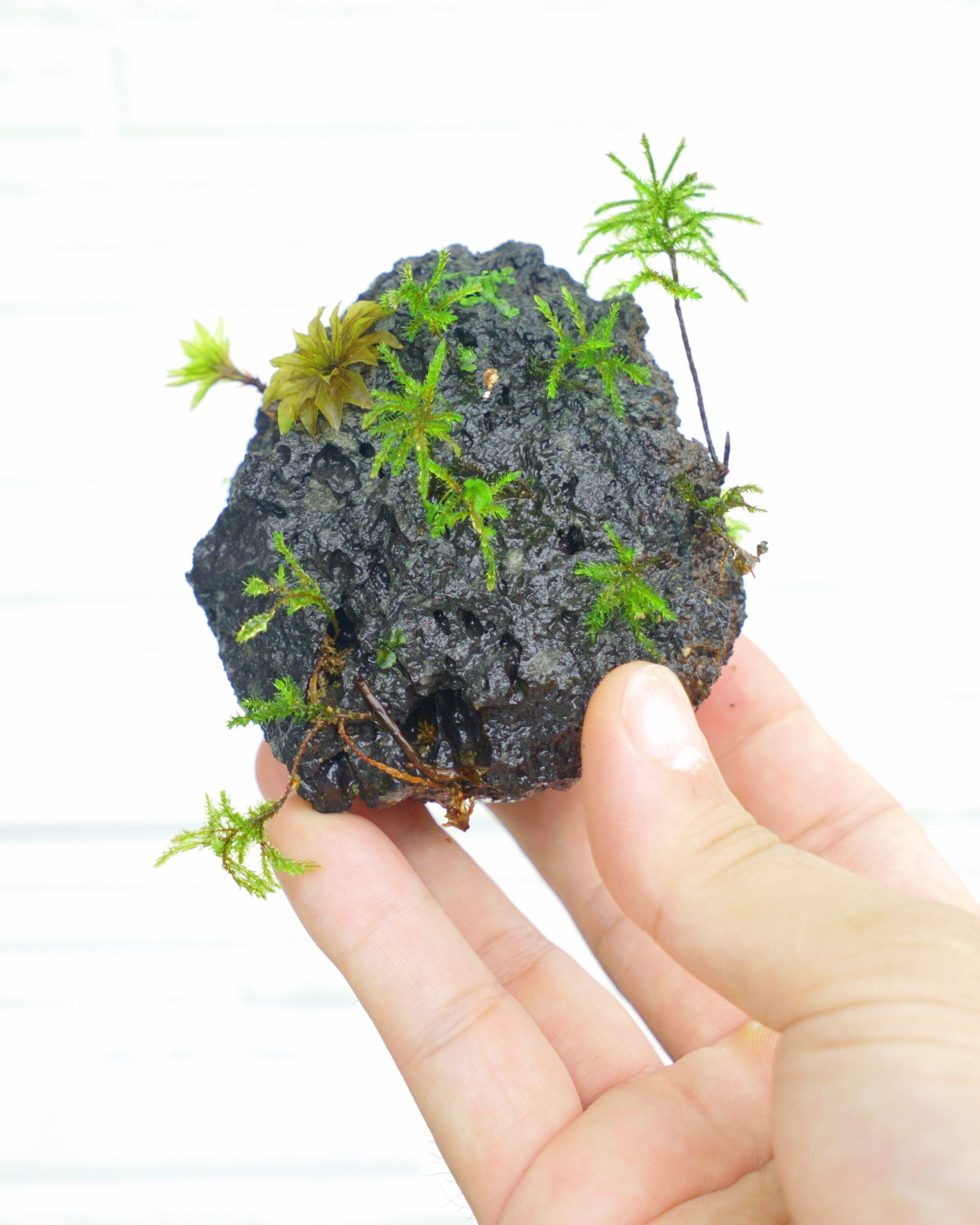 活着石の苔テラリウム作品の販売を開始しました 苔栽培とネット販売の西予苔園 せいよこけえん のオンラインショップ 活着石の苔テラリウム作品の販売を開始しました 苔栽培とネット販売の西予苔園 せいよこけえん のオンラインショップ