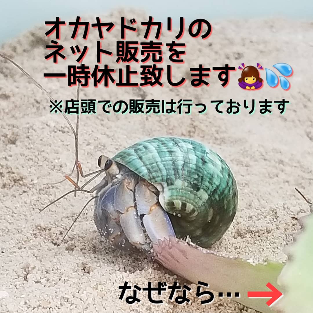 生体販売の一時休止のお知らせ ドッグサロン オカヤドカリショップ Dear Wan