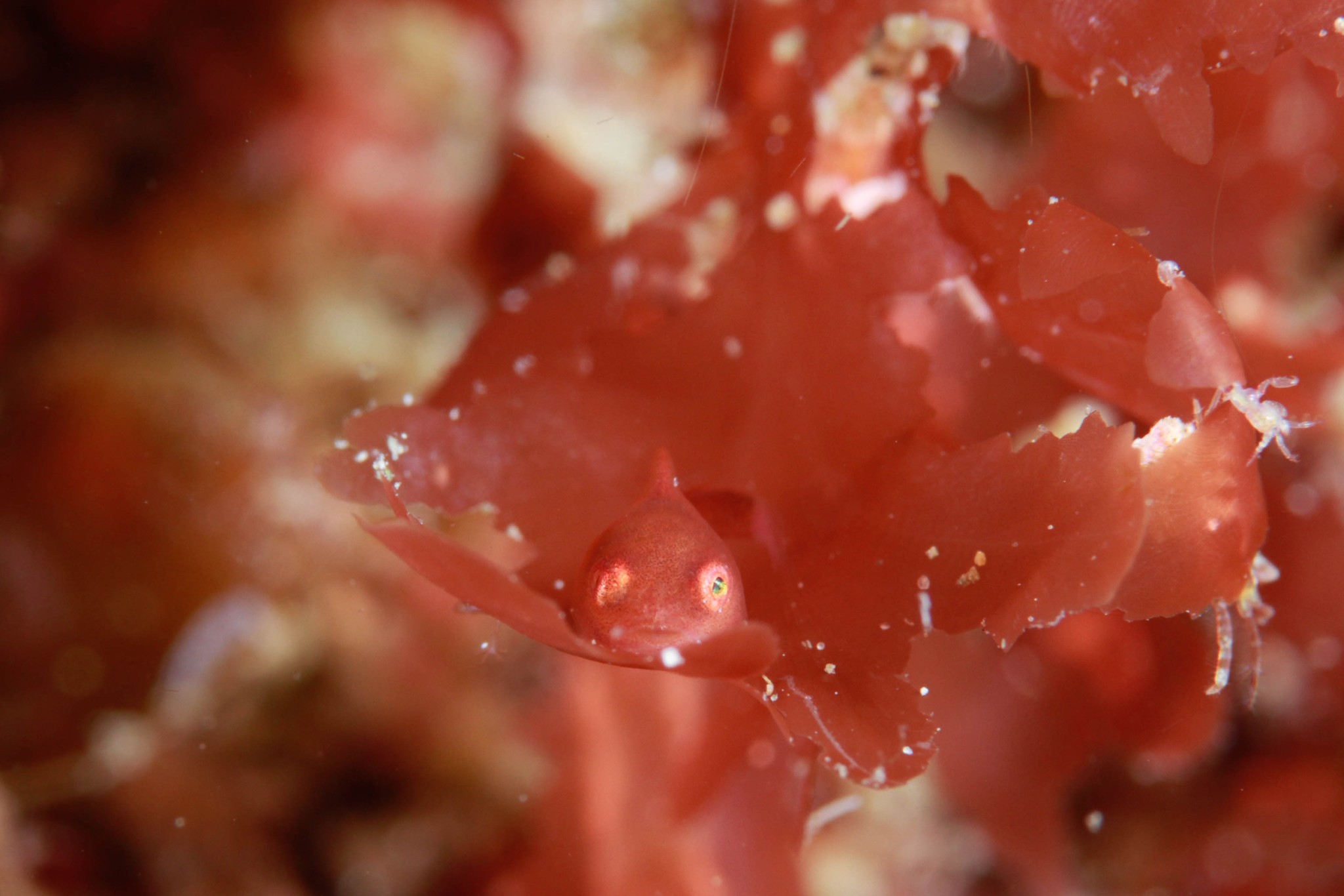 マクロ生物からの視点 みずだより 水頼 マクロ生物からの視点 みずだより 水頼