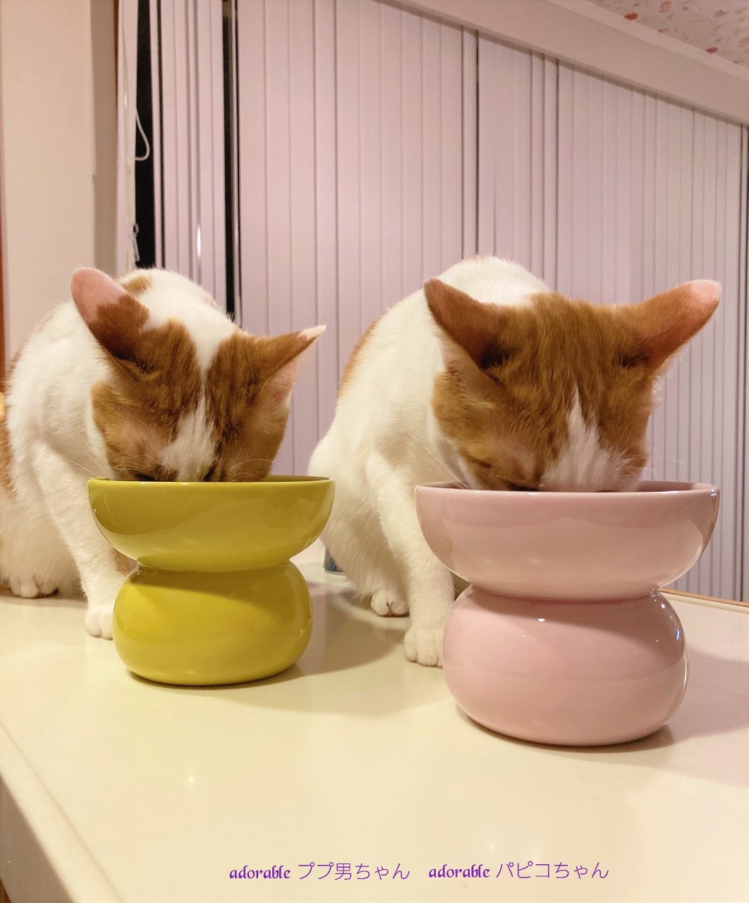 ねこ専用食器のご感想 優しい色合いがお似合い パピコちゃんとププ男ちゃん Lakaren ラカレン