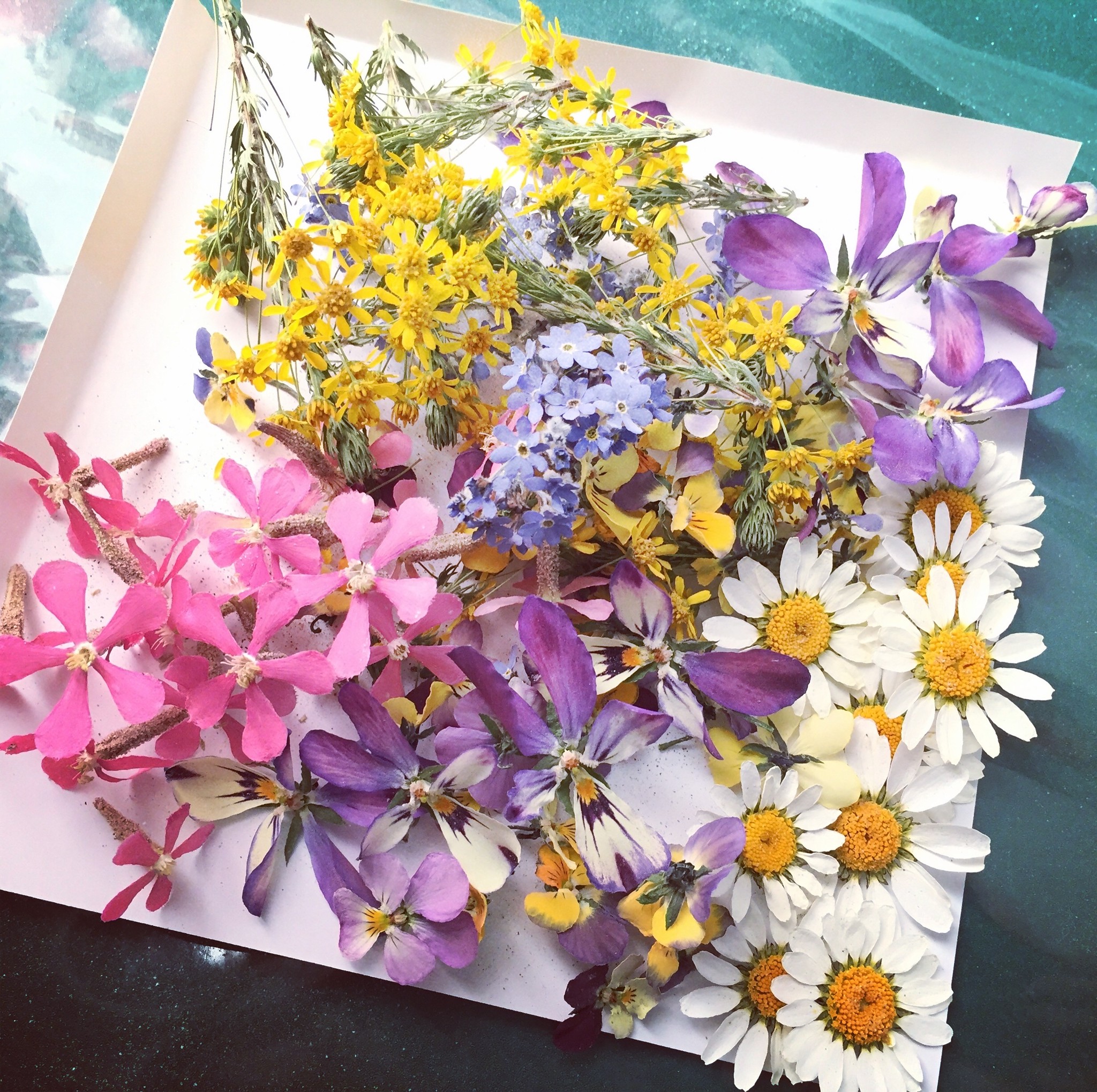 癒しの花レジン アトリエ花asobi レジンとお花を使ったピアスのお店アトリエ花asobi 癒しの花レジン アトリエ花asobi レジンとお花を使ったピアスのお店アトリエ花asobi