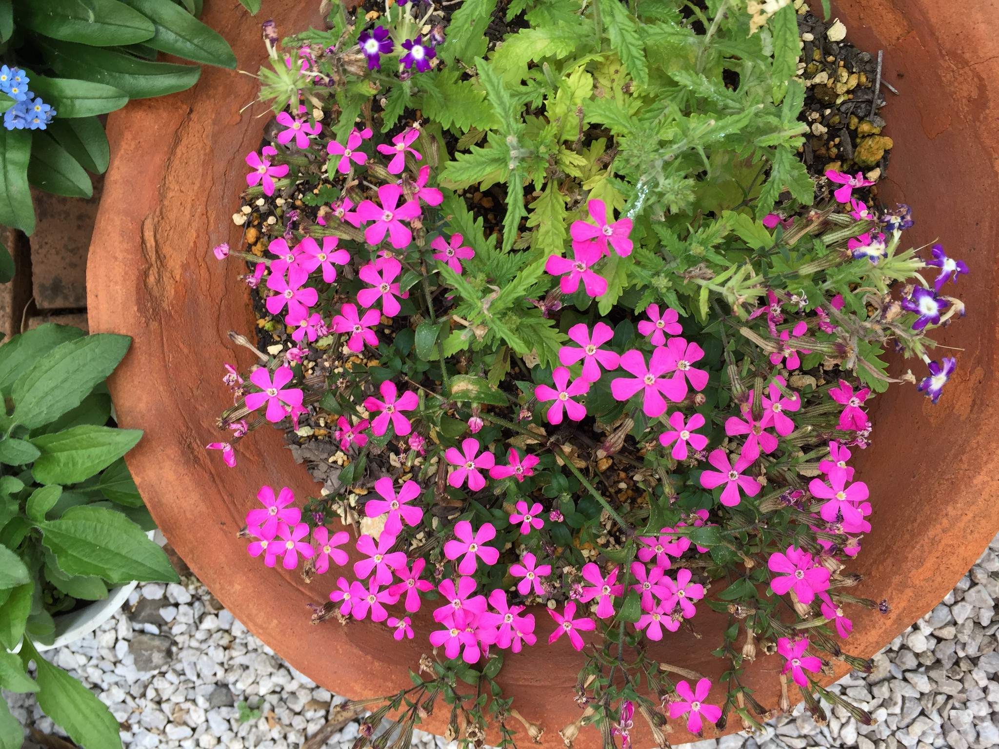 癒しの花レジン アトリエ花asobi レジンとお花を使ったピアスのお店アトリエ花asobi