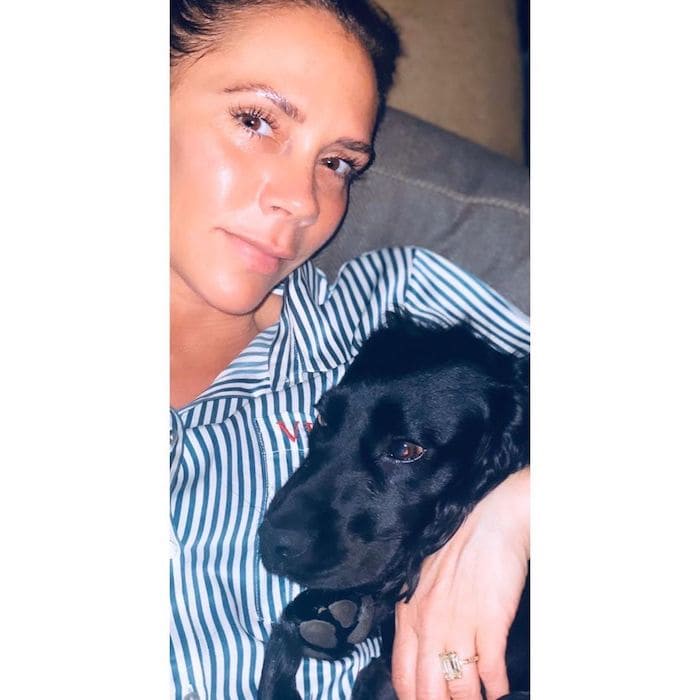 コロナで自粛 海外セレブと愛犬ペットとの過ごし方 犬の首輪 おしゃれで可愛い 通販サイト Junto フント コロナで自粛 海外セレブと愛犬ペットとの過ごし方 犬の首輪 おしゃれで可愛い 通販サイト Junto フント