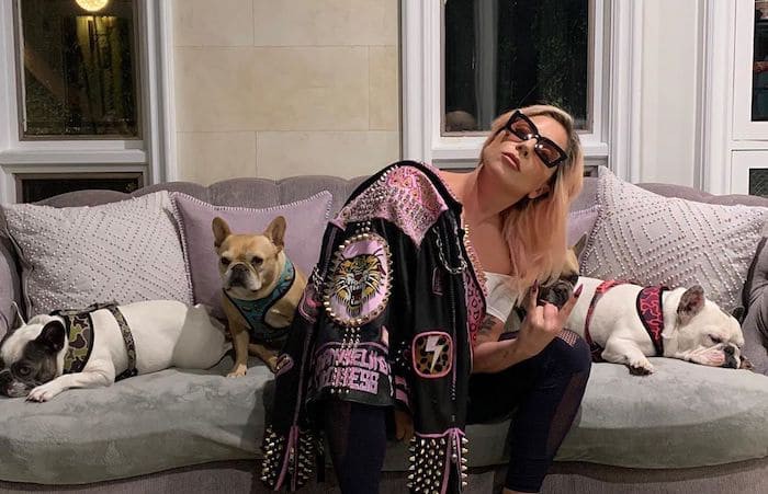 コロナで自粛 海外セレブと愛犬ペットとの過ごし方 犬の首輪 おしゃれで可愛い 通販サイト Junto フント コロナで自粛 海外セレブと愛犬ペットとの過ごし方 犬の首輪 おしゃれで可愛い 通販サイト Junto フント