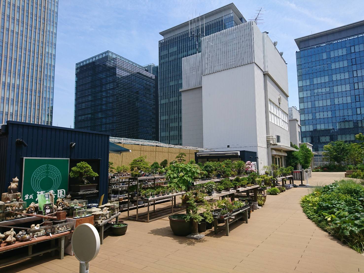 日本橋三越店 池袋東武店 それぞれ再開しました 盆栽清香園