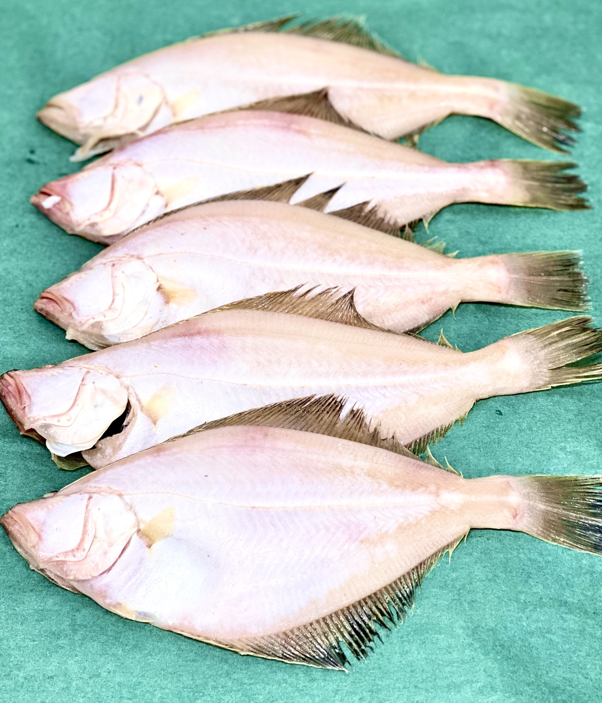 島根県産カレイ干しを食べ比べてみました 公式 羽田市場 漁師さん応援プロジェクト