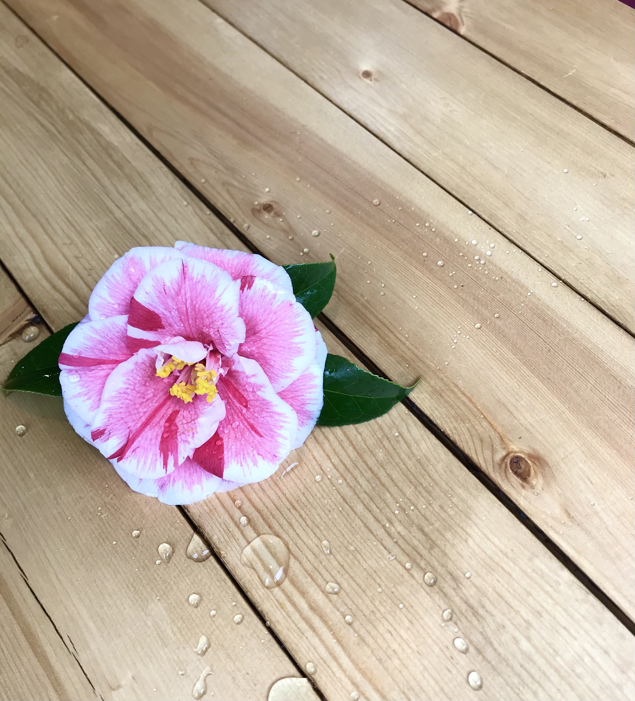 椿の花が満開です Yutagurashi