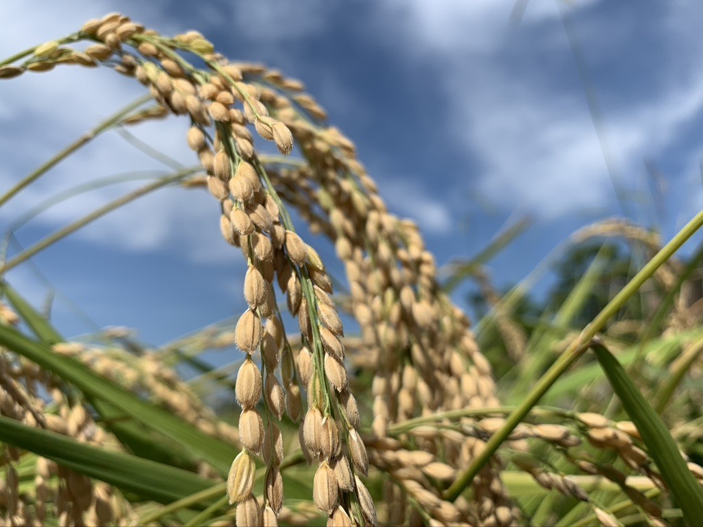 新米豊作 地域との結びつきが おいしい米作りの秘訣 水と匠 オンラインストア