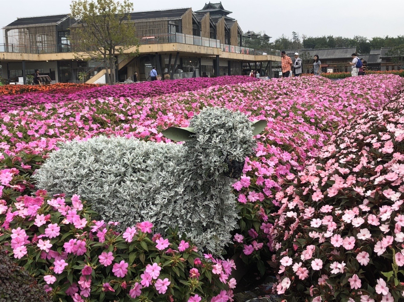 新生活 球根ベゴニア フォーチュン ローズピンク系 3 5号 Zurique Com Br