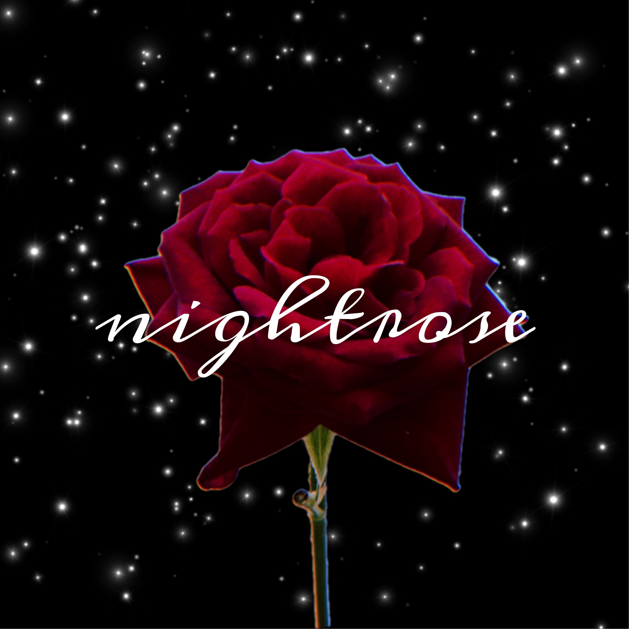 夜薔薇