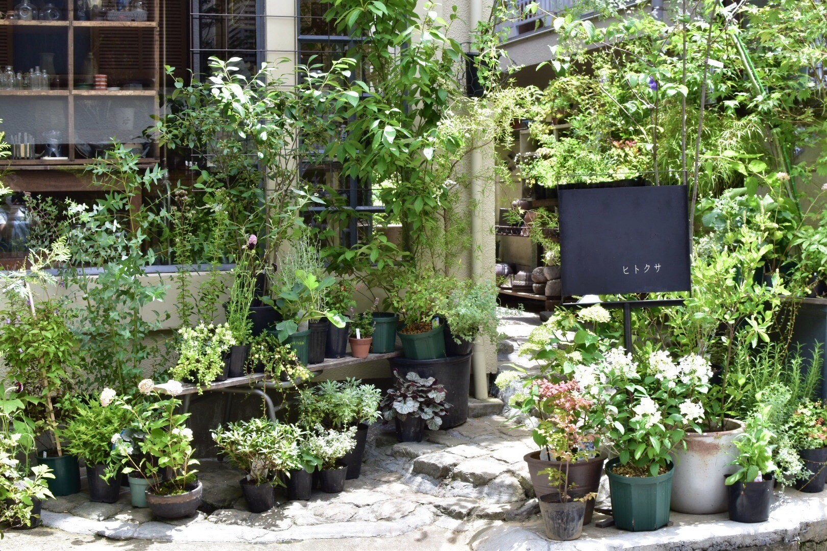 苔玉 吉祥寺ひとくさ くろもじ珈琲