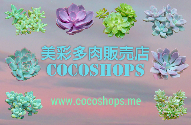 リトープスやメセンなど色彩豊かな多肉植物の販売店 Cocoshops