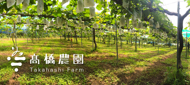 兵庫県加西市の美味しい葡萄・高橋農園