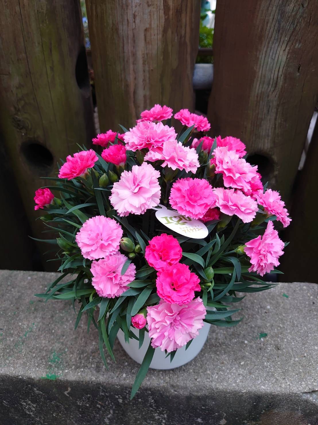 最新品種 純白のクレマチス 華川 伝説の花セリ人がセレクトした園芸専門店