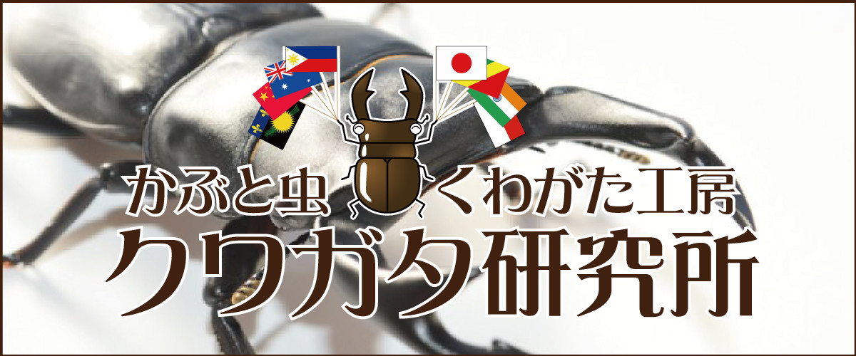 激安先着 カワラ菌糸ボトル 800cc菌糸ビン 12本 K800m 12 Dprd Jatimprov Go Id