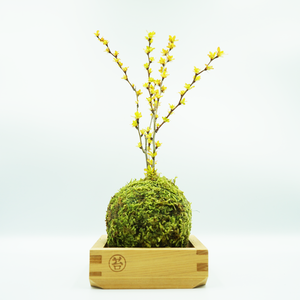 黄金目木２合枡