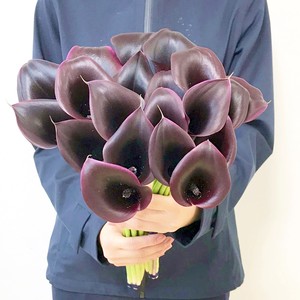 フラワースピリット カラーカントールのご紹介 Jp Farmers Com