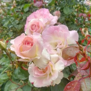 マチルダ 天空のバラ園 無農薬バラ苗 花苗 クレマチス ハーブ産直販売