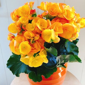 母の日ギフト Iris By Green Jam