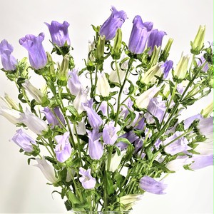 カンパニュラ チャンピオンスカイブルー10本 よいはな Yoihana 最高品質のお花をお届けするネット通販 カンパニュラ チャンピオンスカイブルー10本 よいはな Yoihana 最高品質のお花をお届けするネット通販