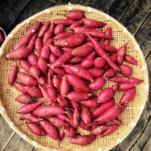 さつま芋10kg【菊池市産特産品・名産品 送料無料キャンペーン】