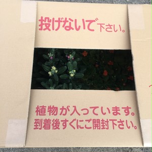 ヘリクリサム シルバーミスト Helichrysum Petiolare Minus Silver Mist 天空のバラ園 無農薬バラ苗 花苗 クレマチス ハーブ産直販売