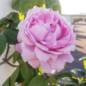 エグランタイン Eglantyne 21年度新苗予約 お届けは21年5月上旬以降 天空のバラ園 無農薬バラ 苗 花苗 クレマチス ハーブ産直販売