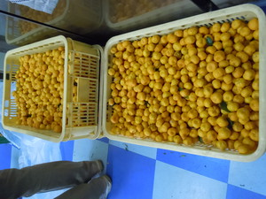 戸田たちばな　果実（1ｋｇ単価ですー2ｋｇ以上からお申込み可・数量限定）