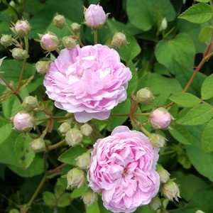 ローラ ダボー 天空のバラ園 無農薬バラ苗 花苗 クレマチス ハーブ産直販売