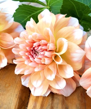 デコラ咲きの可愛いダリア ペアビューティー 10本 Jp Farmers Com