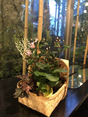 京花便り・山野草竹籠ギフト
