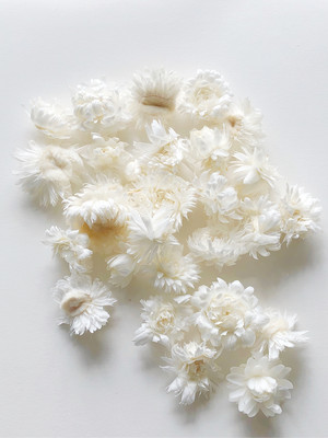 シェア花材 ヘリクリサムヘッド 白 Kazaineko