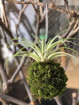 エアプランツの苔玉仕立