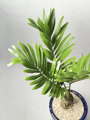 ザミア フロリダーナ Trigger