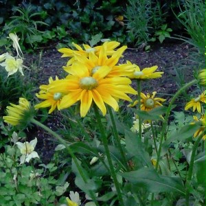 ルドベキア プレーリーサン Rudbeckia Hirta Prairie Sun 天空のバラ園 無農薬バラ苗 花苗 クレマチス ハーブ産直販売