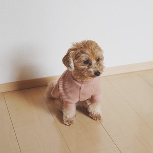 ワッフル ラグラン くすみピンク 犬服 B I Q U E T Dog Wear Shop