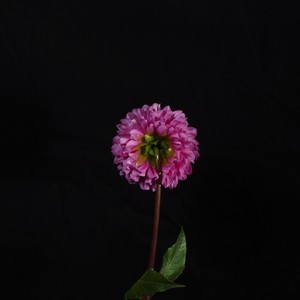 みっちゃん 1輪 The Dahlia