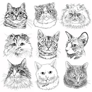 Custom Portrait 猫雑貨 グッズ通販 猫や動物イラスト 似顔絵作成 365cat Art